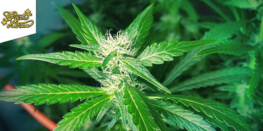 NL5 Haze Mist (Greenhouse Seeds)